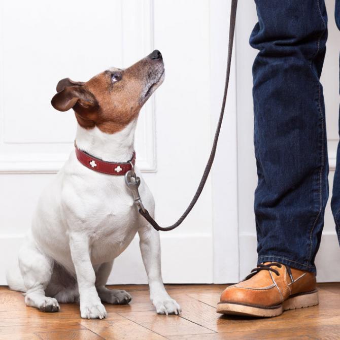 In Home Dog Training, Dog Behaviour, Canine Trainers Direct K9 Services