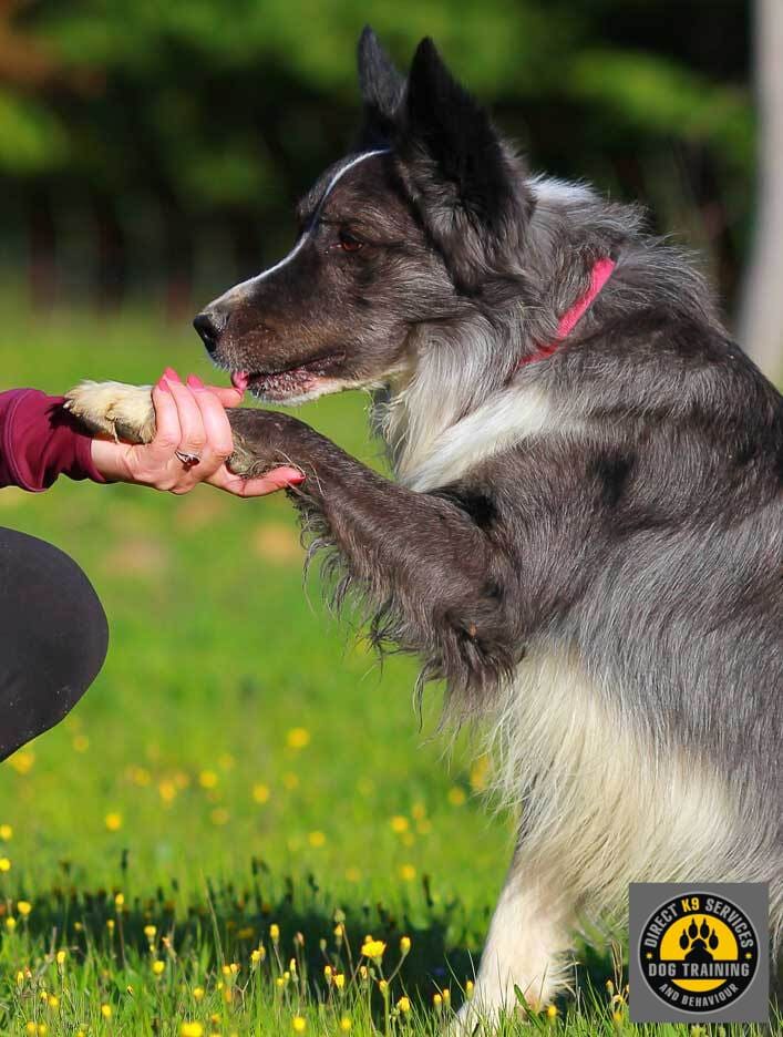 In home dog trainer Melbourne