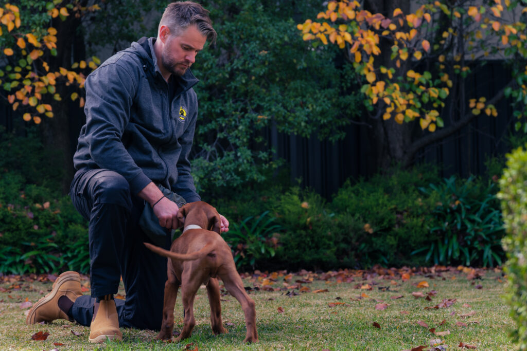 Puppy training positive reinforcement