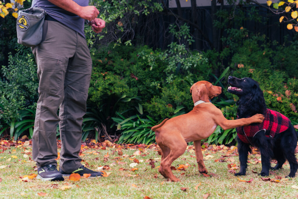 Puppy training in Melbourne