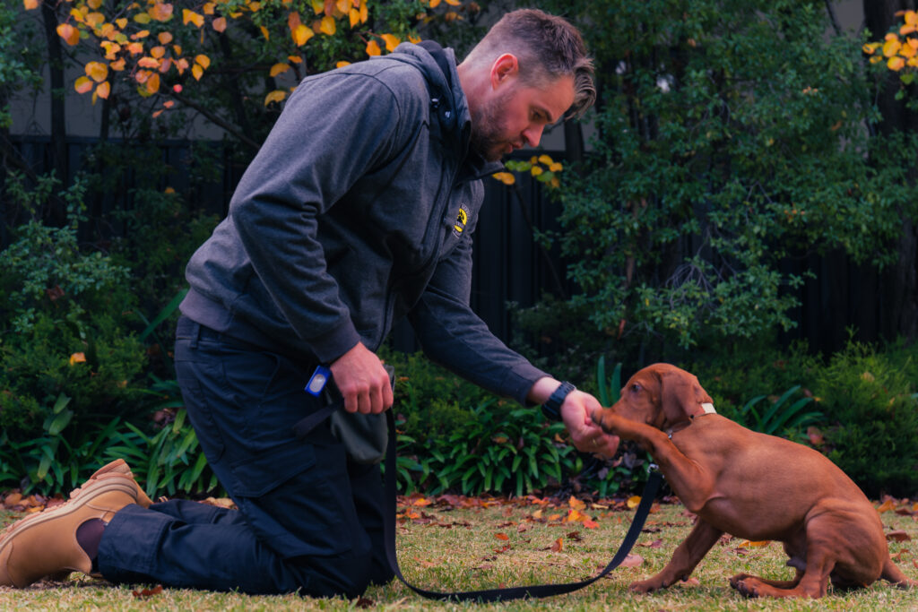 Puppy Training In Adelaide