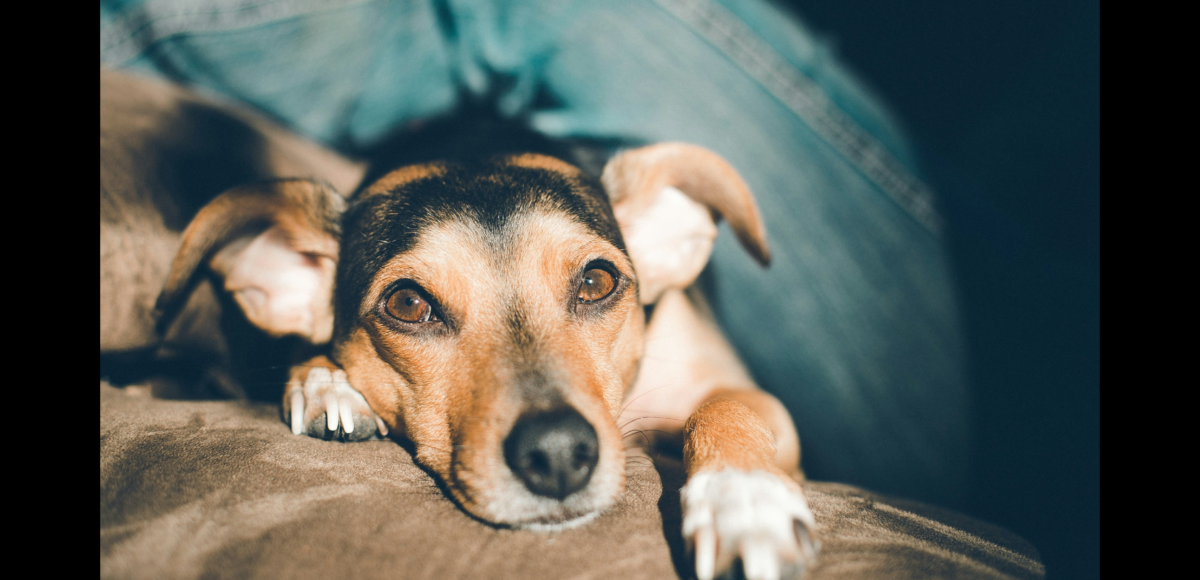 Dog Fear of Fireworks