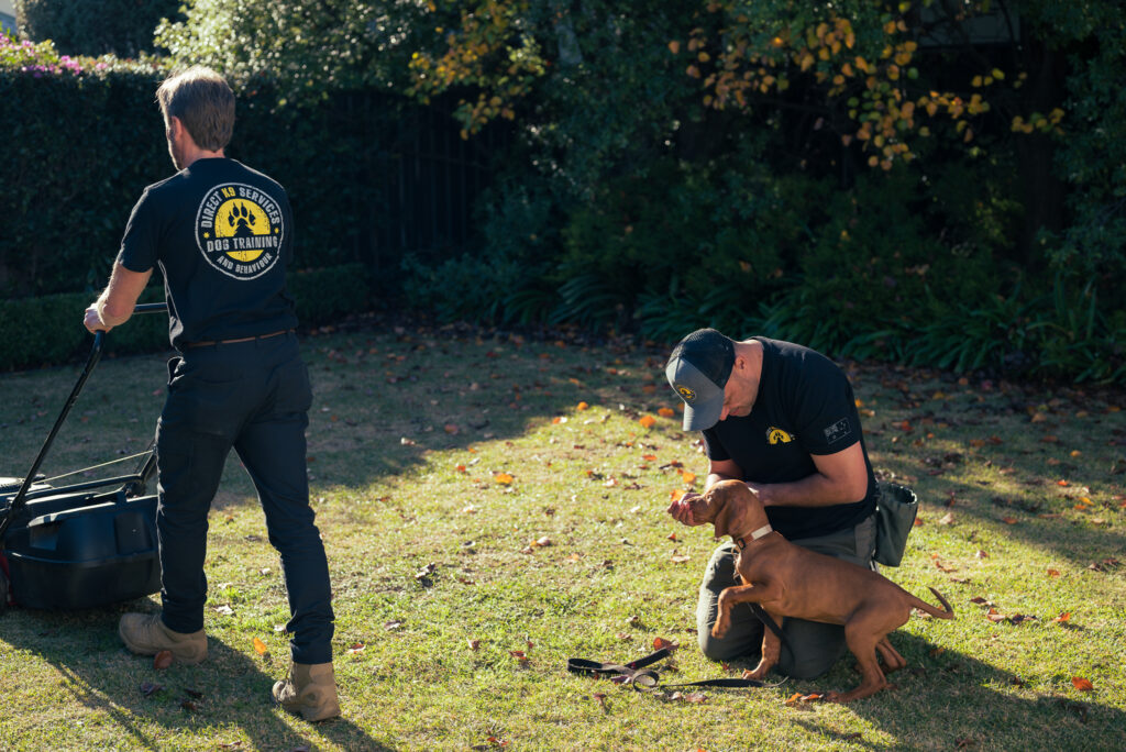 Puppy socialisation to machinery