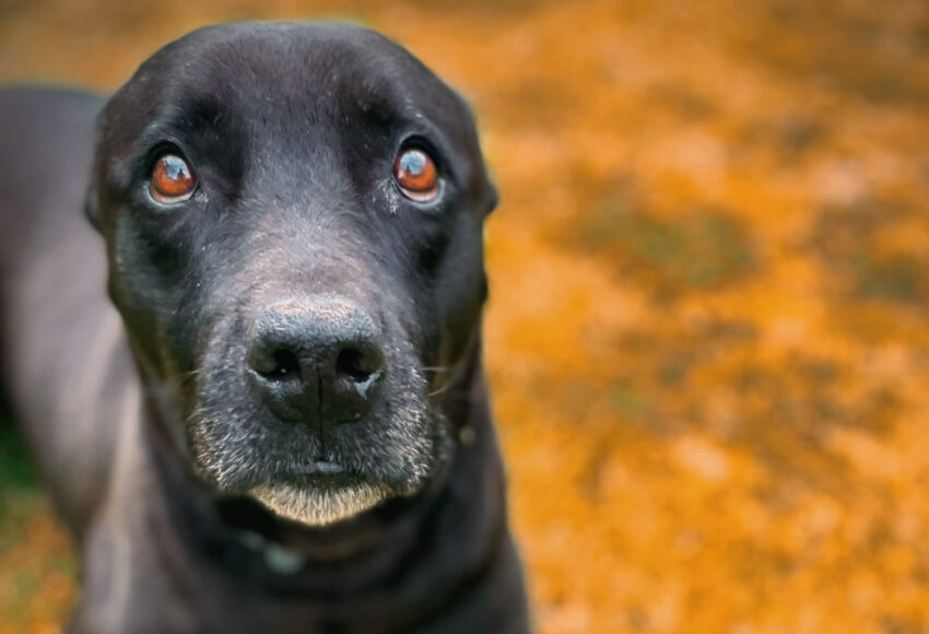Dog showing uncertainty due to separation anxiety. Separation anxiety can be avoided through careful puppy raising