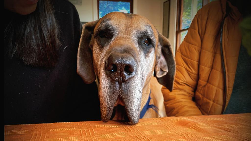 Great Danes are a great Family Dog and are suited to being indoors. Great Dane with his family