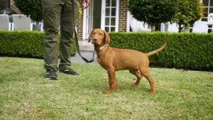 Dog toileting, receiving praise and a command to help the toilet training process