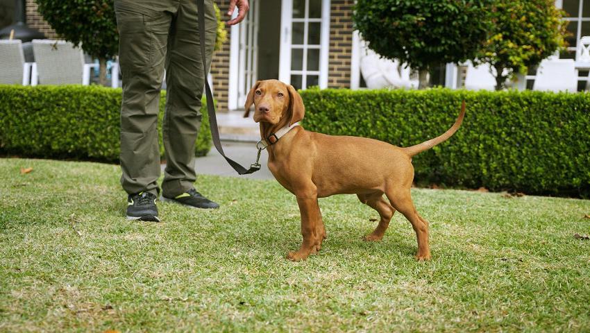 Dog toileting, receiving praise and a command to help the toilet training process