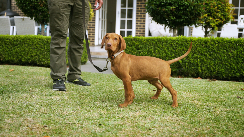 Dog toileting, receiving praise and a command to help the toilet training process