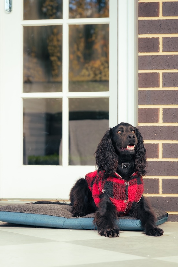 Cocker Spaniel training with Direct k9 services in Brisbane