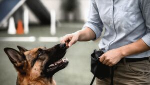 USDA Review of dog welfare guidelines