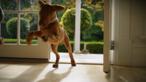 How to stop the evening chaos and zooms with your puppy