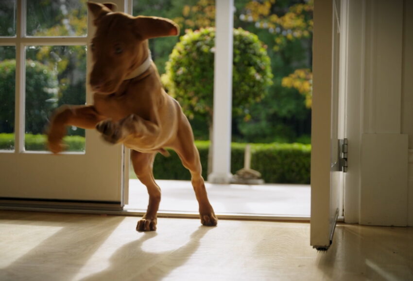 How to stop the evening chaos and zooms with your puppy