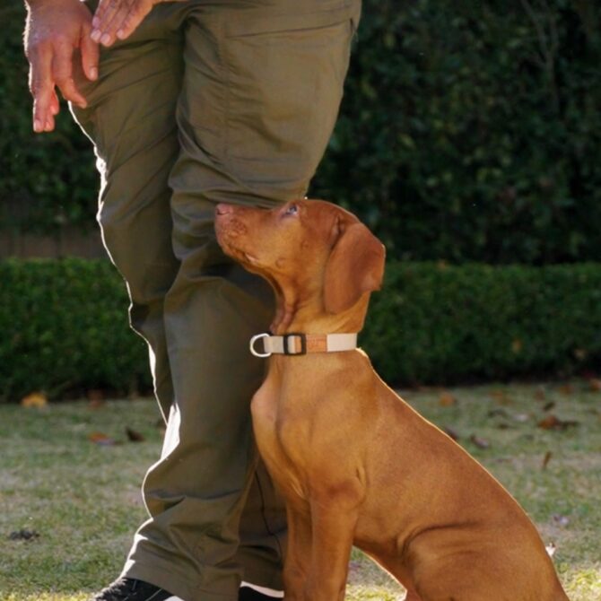 The Puppy Pathway is suitable for those wanting to raise a puppy for assistance work