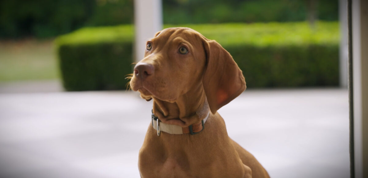 Developmental Milestones and Critical Puppy Development