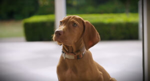 Developmental Milestones and Critical Puppy Development