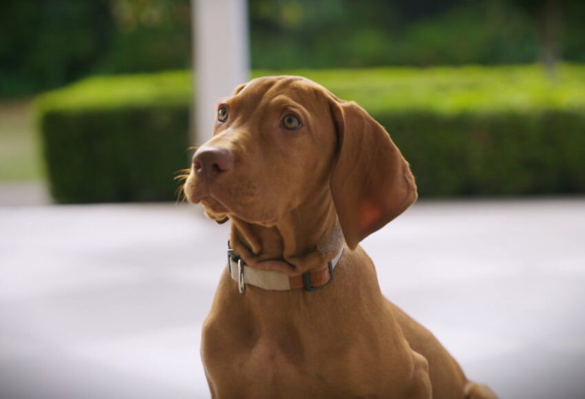 Developmental Milestones and Critical Puppy Development