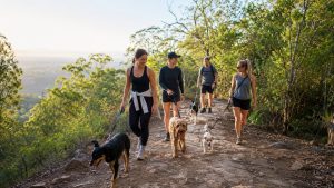 Social dog walk Direct K9 Weekender