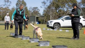 Scent Work Event, Direct K9 Weekender