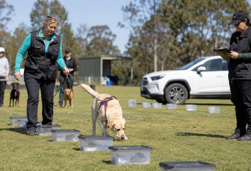 Scent Work Event, Direct K9 Weekender