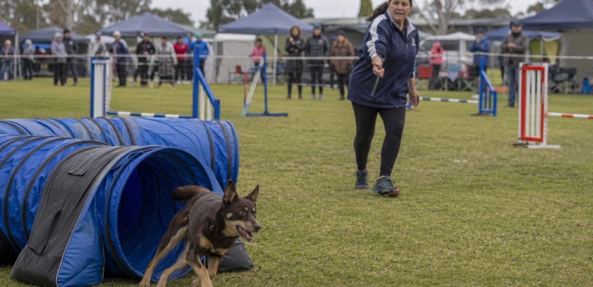 Weekend dog events 14-16 August 2026