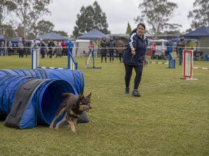 Weekend dog events 14-16 August 2026