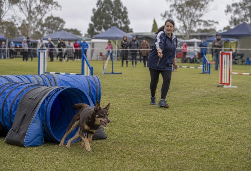 Weekend dog events 14-16 August 2026