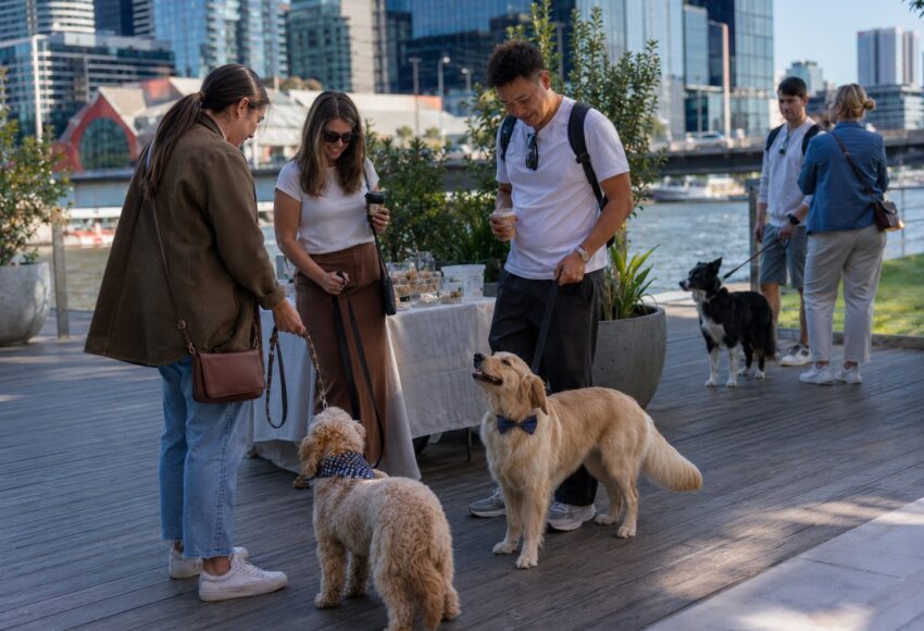 Yarra River Dog Walk