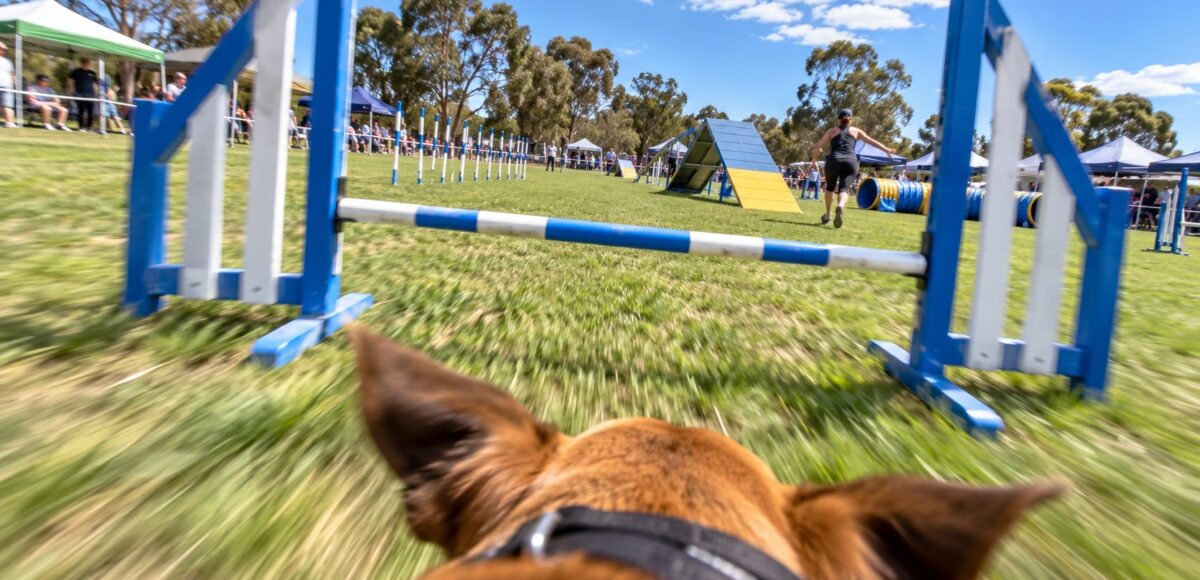 Dog agility run