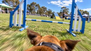 Dog agility run