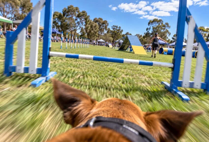 Dog agility run