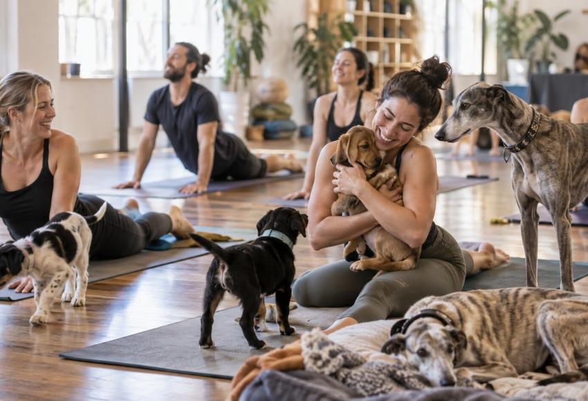 Puppy Yoga Melbourne
