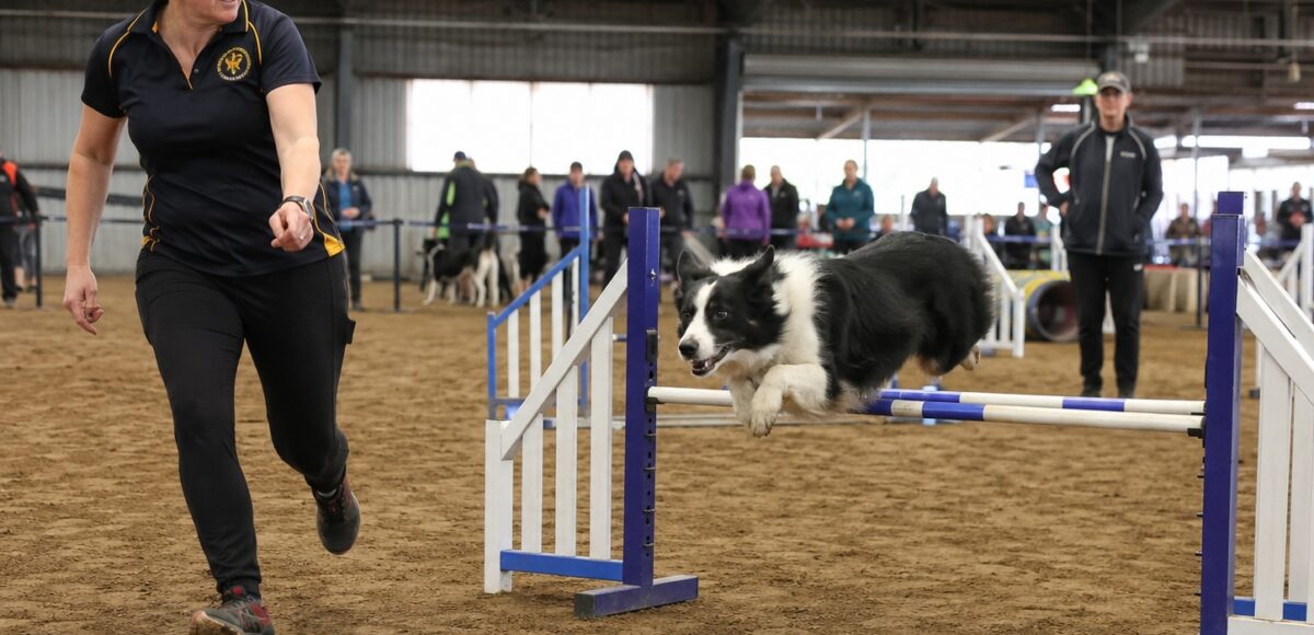 See the dog trials at the Royal Adelaide Show