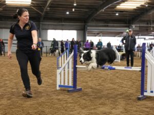 See the dog trials at the Royal Adelaide Show