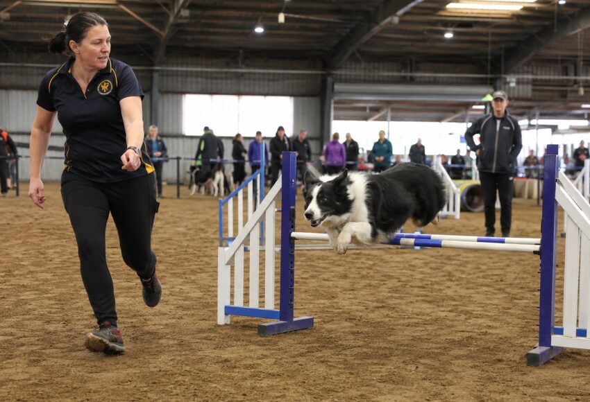 See the dog trials at the Royal Adelaide Show