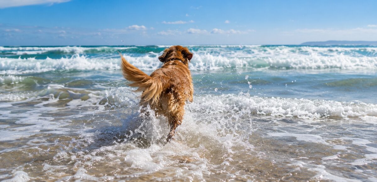 Weekender 9-11 October 2026 Golden Retriever