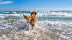 Weekender 9-11 October 2026 Golden Retriever