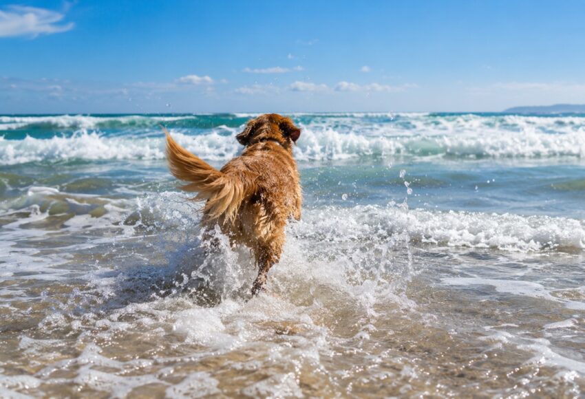 Weekender 9-11 October 2026 Golden Retriever