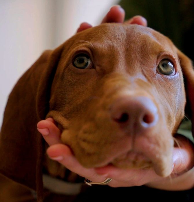 Supporting your puppy with 'The Puppy Pathway'