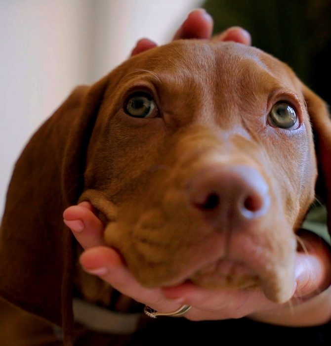 Supporting your puppy with 'The Puppy Pathway'