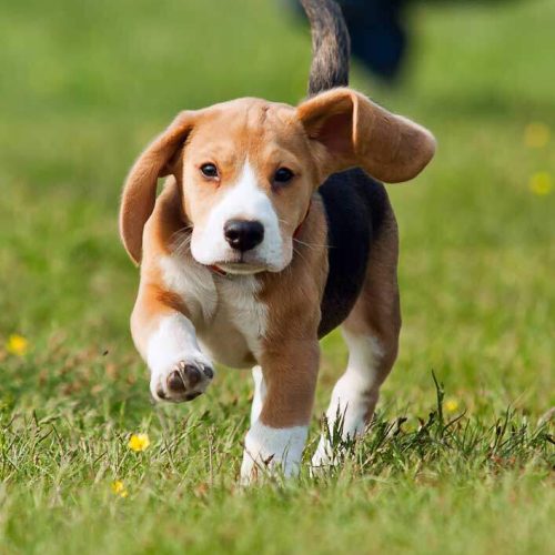Cute puppy doing some training with Direct K9 Services. Direct K9 Services are Melbourne's leading puppy development service