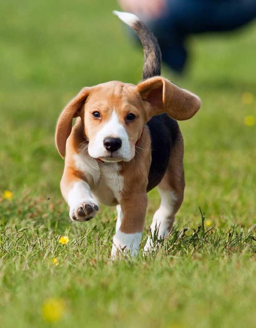 Cute puppy doing some training with Direct K9 Services. Direct K9 Services are Melbourne's leading puppy development service